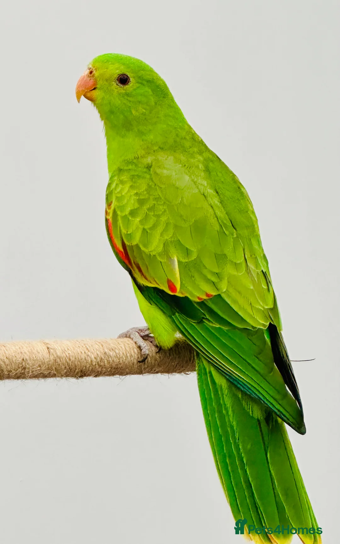 Parrots birds for sale: RARE Pair of Crimson Wing Parrots - Advert 7