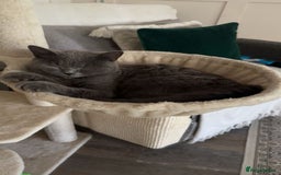 Scottish Fold cats for sale: Scottish Fold Cross Kittens - Image 9