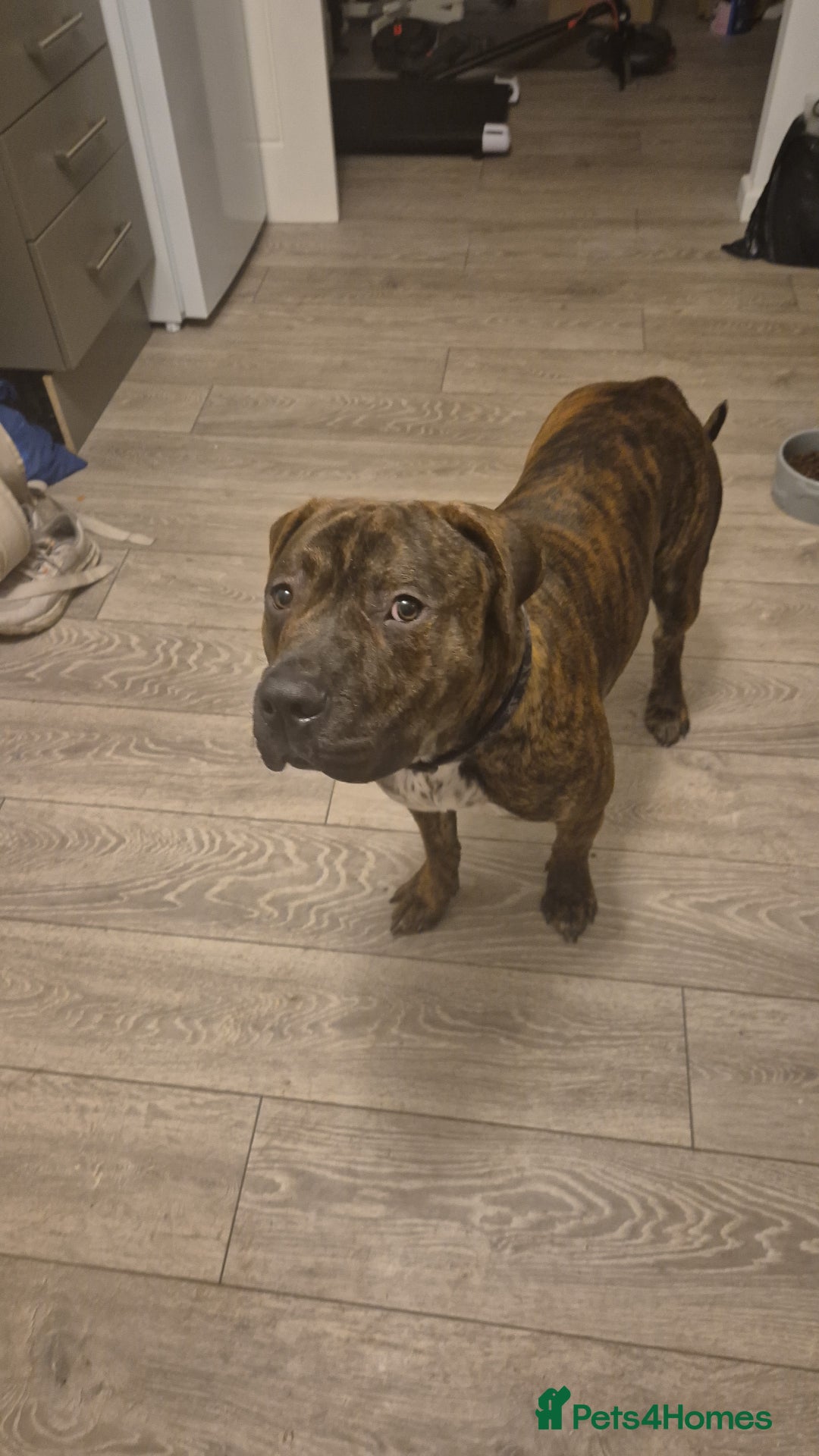 Mixed Breed dogs for sale: WOODY 1YR STAFFIE X - Advert 2