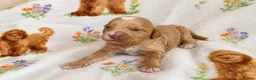 Goldendoodle dogs for sale: Health tested Australian Double Doodles - Advert 26