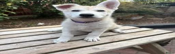 Mixed Breed dogs for sale: White Swiss shepherd cross wolf dog - Advert 12
