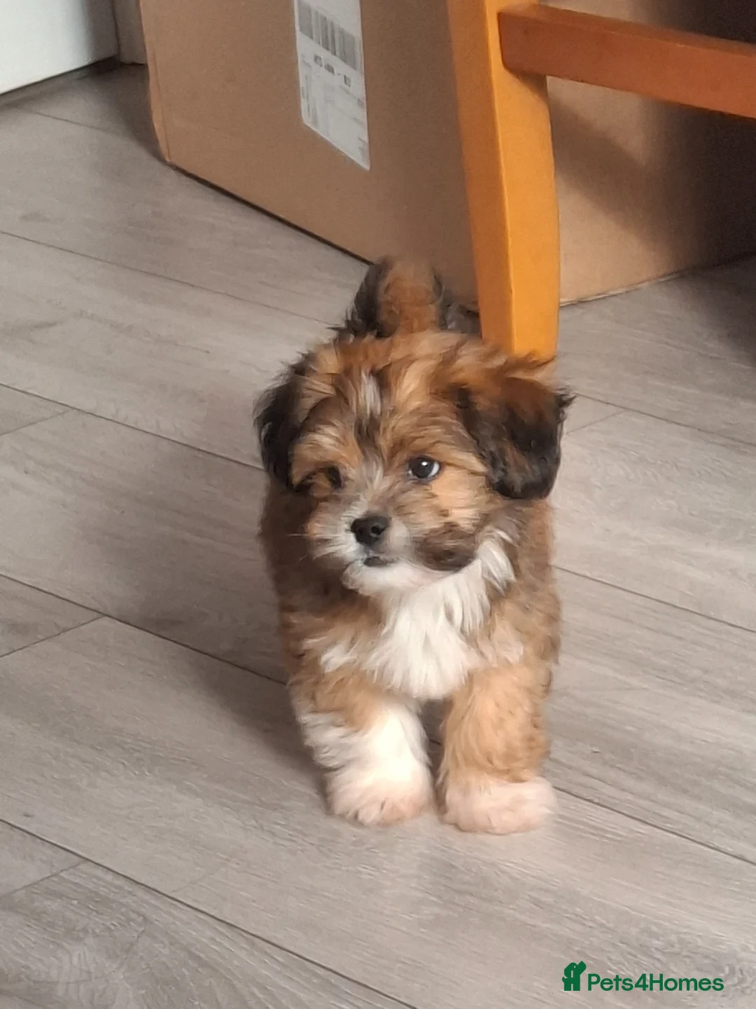 Mixed Breed dogs for sale: Lhasa Apso x Yorkie Puppy Looking For Loving Home in Northampton - Advert 2