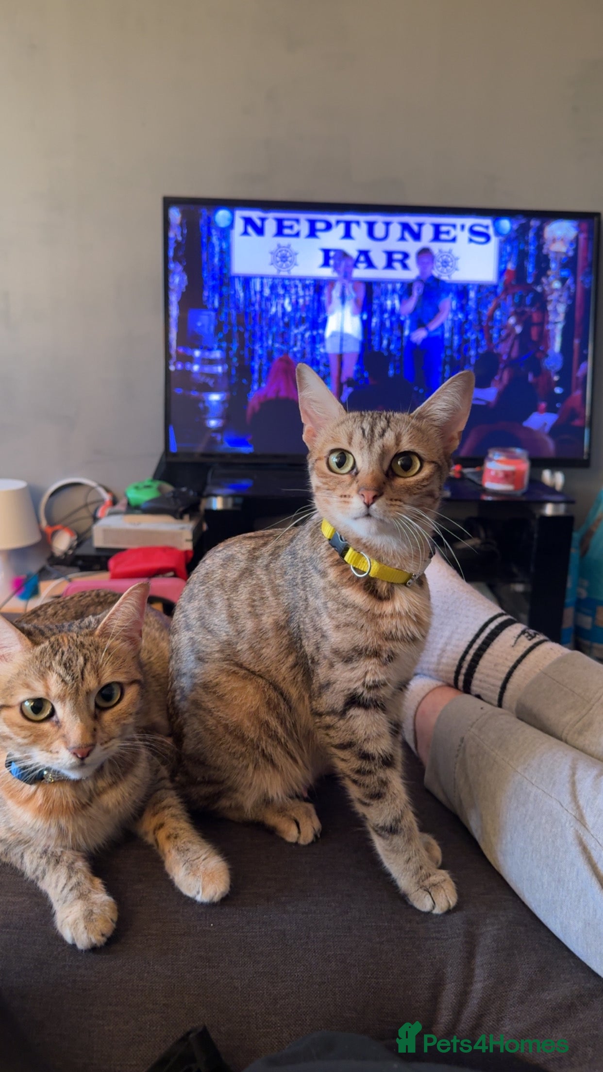 Bengal cats Two Beautiful Bengals Mum and Daughter - Advert 3