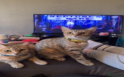 Bengal cats for sale: Two Beautiful Bengals Mum and Daughter - Image 1