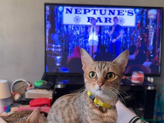 Bengal cats - Advert 4