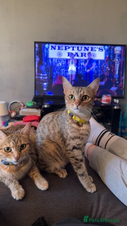 Bengal cats - Advert 2