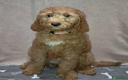 Mixed Breed dogs for sale: FULLY HEALTH TESTED FOX RED MINIATURE COCKAPOOS  - Image 8