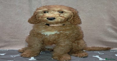 Mixed Breed dogs - Advert 3