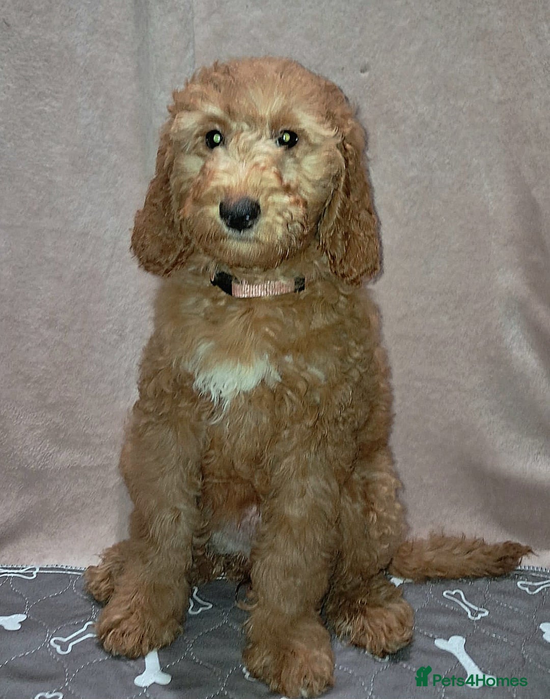 Mixed Breed dogs for sale: FULLY HEALTH TESTED FOX RED MINIATURE COCKAPOOS  - Image 8
