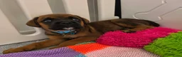 Mixed Breed dogs for sale: Rotty x Boxer - Advert 2