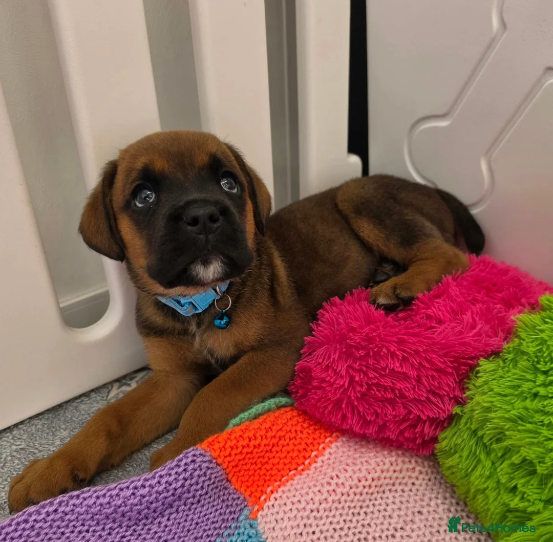 Mixed Breed dogs for sale: Rotty x Boxer - Advert 2