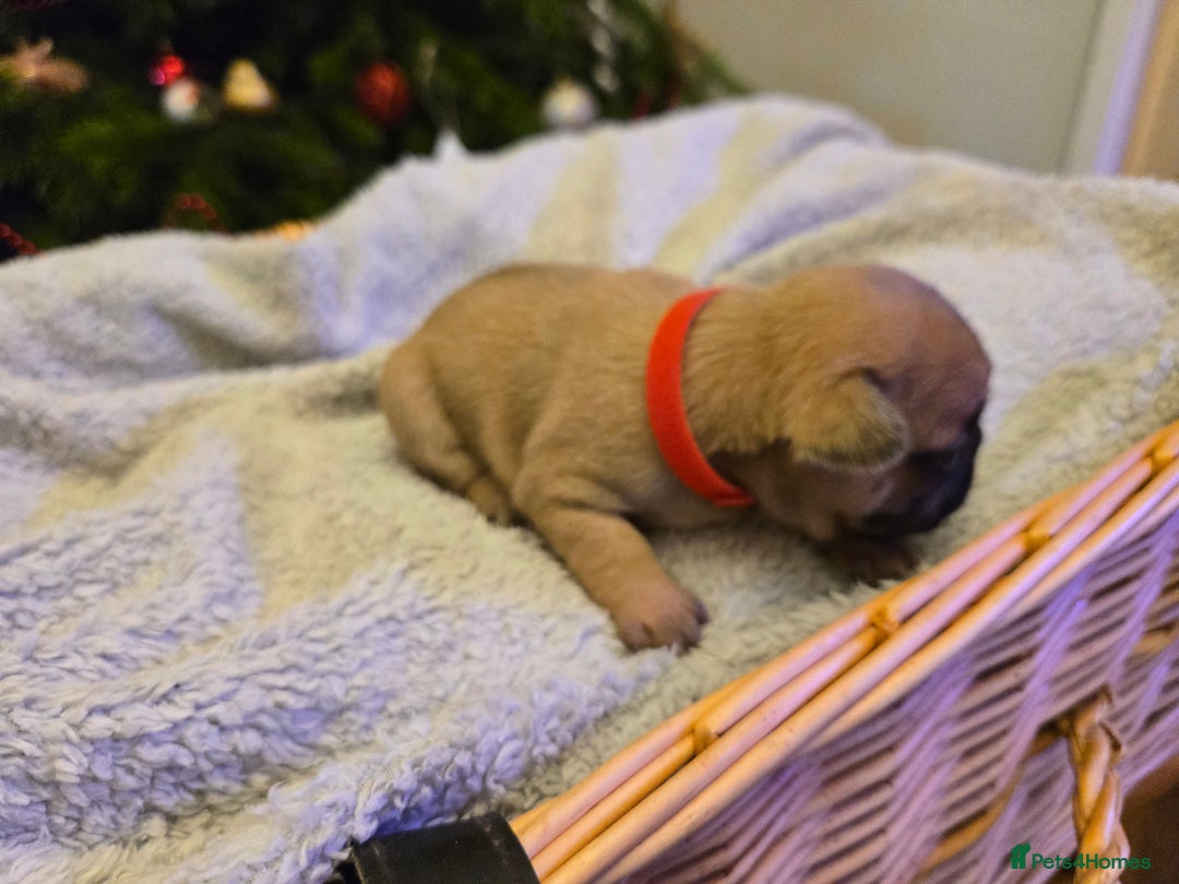 French Bulldog dogs for sale: French bulldog puppies.  - Advert 3