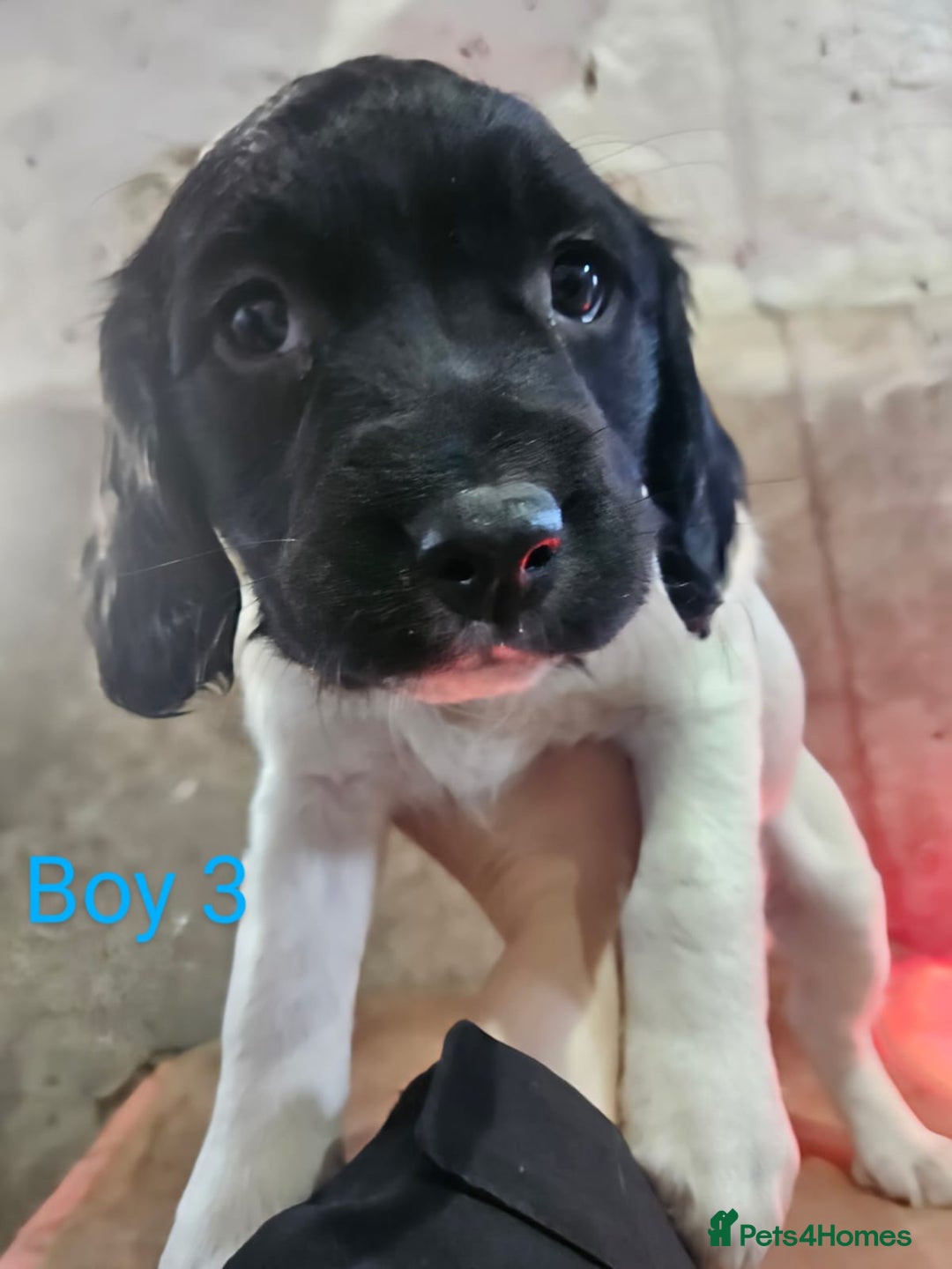 English Springer Spaniel dogs for sale: KC Registered Springer Spaniel Puppies  - Advert 12