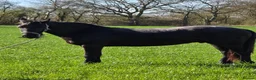 Friesian horses for sale: Fresian gelding for sale - Advert 5