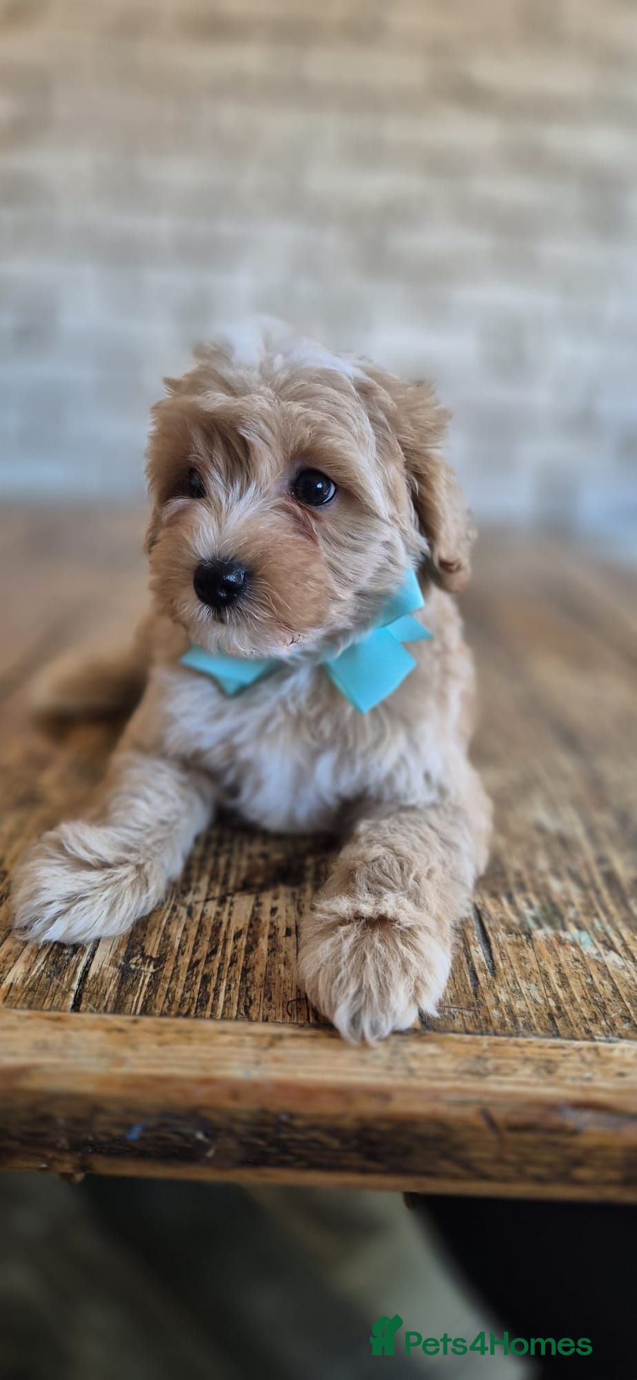 Maltipoo dogs 💚 Green Boy Maltipoo💚 - Advert 3