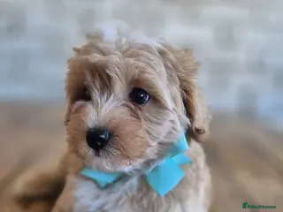 Maltipoo dogs 💚 Green Boy Maltipoo💚 - Advert 3