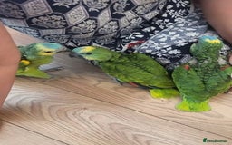 Parrots birds for sale: Baby Blue Fronted Amazon  - Image 6