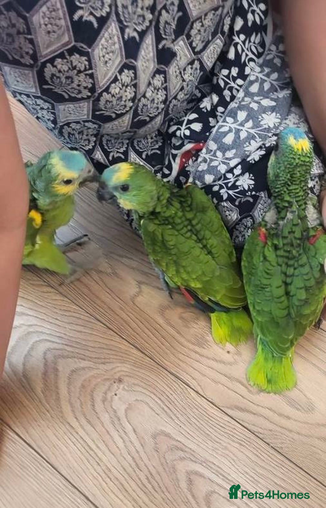 Parrots birds for sale: Baby Blue Fronted Amazon  - Image 6