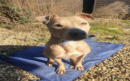 Mixed Breed dogs for sale: Please Take Care of My Dog (foster/temporary)  - Image 3