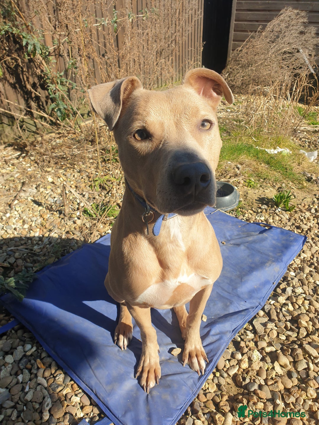 Mixed Breed dogs for sale: Please Take Care of My Dog (foster/temporary)  - Image 3