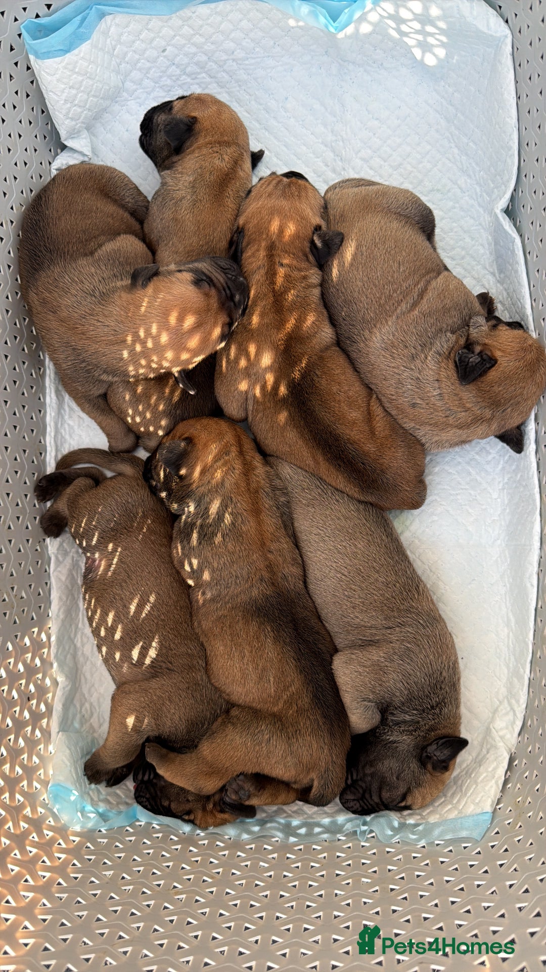 Boerboel dogs for sale: Boerboel puppies - Advert 8