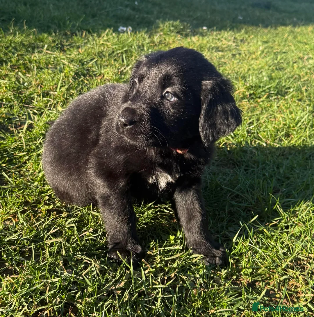Labrador Retriever dogs for sale: Labrador x huntaway puppies ⭐️only 1 girl left⭐️ - Advert 3