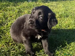 Labrador Retriever dogs Labrador x huntaway puppies ⭐️only 1 girl left⭐️ - Advert 4