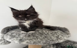 Maine Coon cats for sale: 🐾TICA registered Maine Coon Kittens🐾 - Image 13