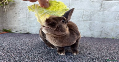 Rex rabbits - Advert 2