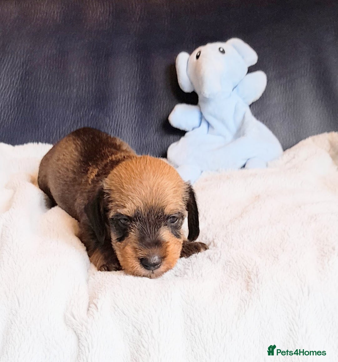 Miniature Dachshund dogs for sale: OUTSTANDING CHAMPION SIRED MINI WIREHAIRED KC REG - Image 4