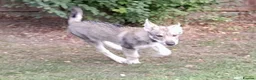 Tamaskan dogs for sale: Leo now available. Fully vac and embarked - Advert 6
