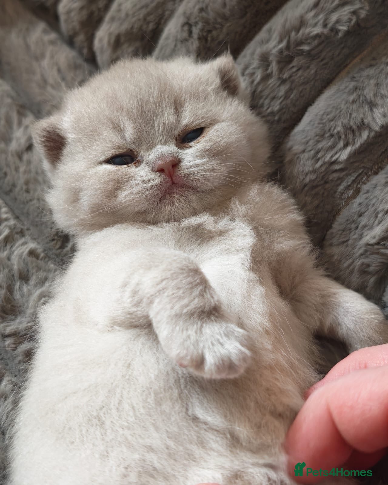 British Shorthair cats TICA CH Parents beautiful BSH boys ( November) - Advert 10