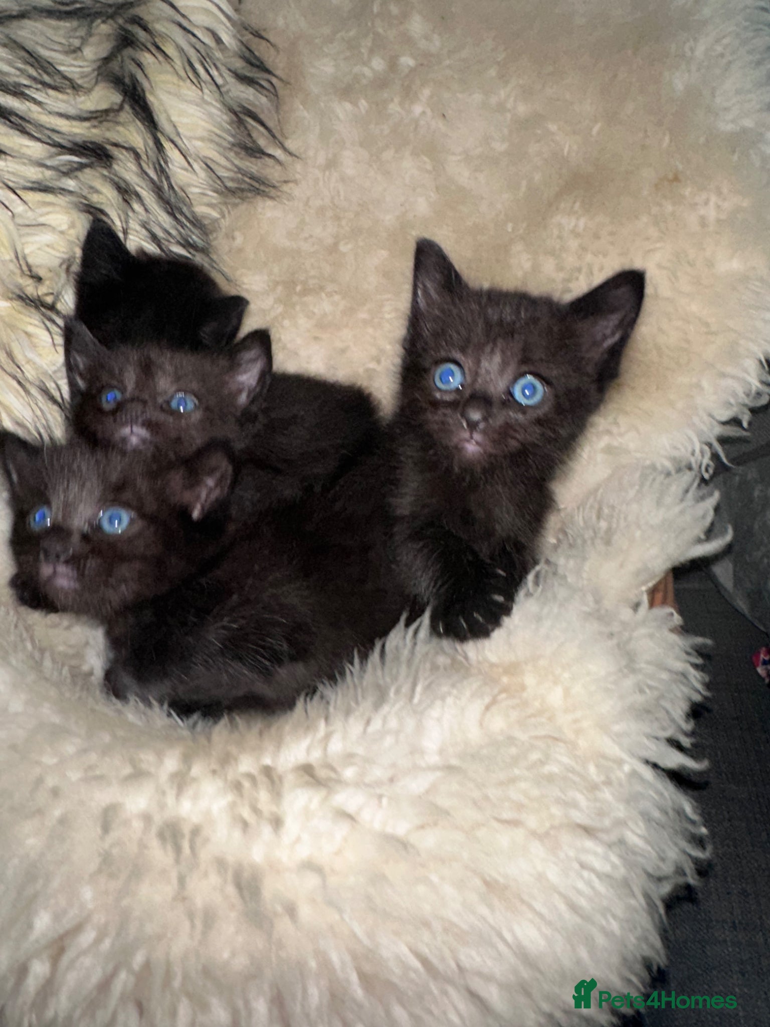 Ragdoll cats 6 Beautiful brown/black Ragdoll kittens X - Advert 2