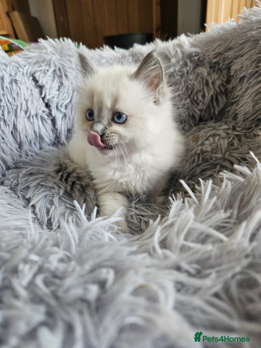 Ragdoll cats for sale: Ragdoll Kittens Rare colourings - Advert 3