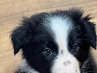 Border Collie dogs KC Registered Border Collie puppies - Advert 3