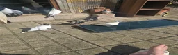 Pigeons birds for sale: Afghani pigeons for sale  - Advert 7