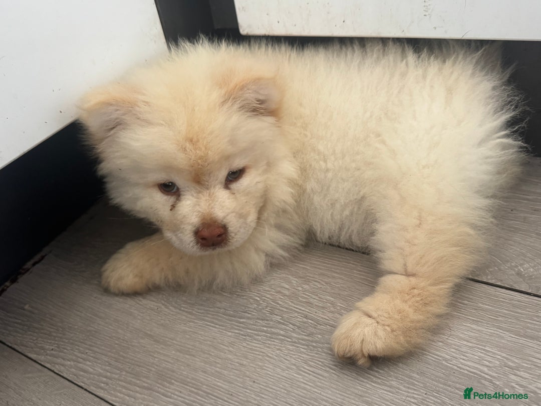 Chow Chow dogs for sale: Chow chow puppy  - Image 3