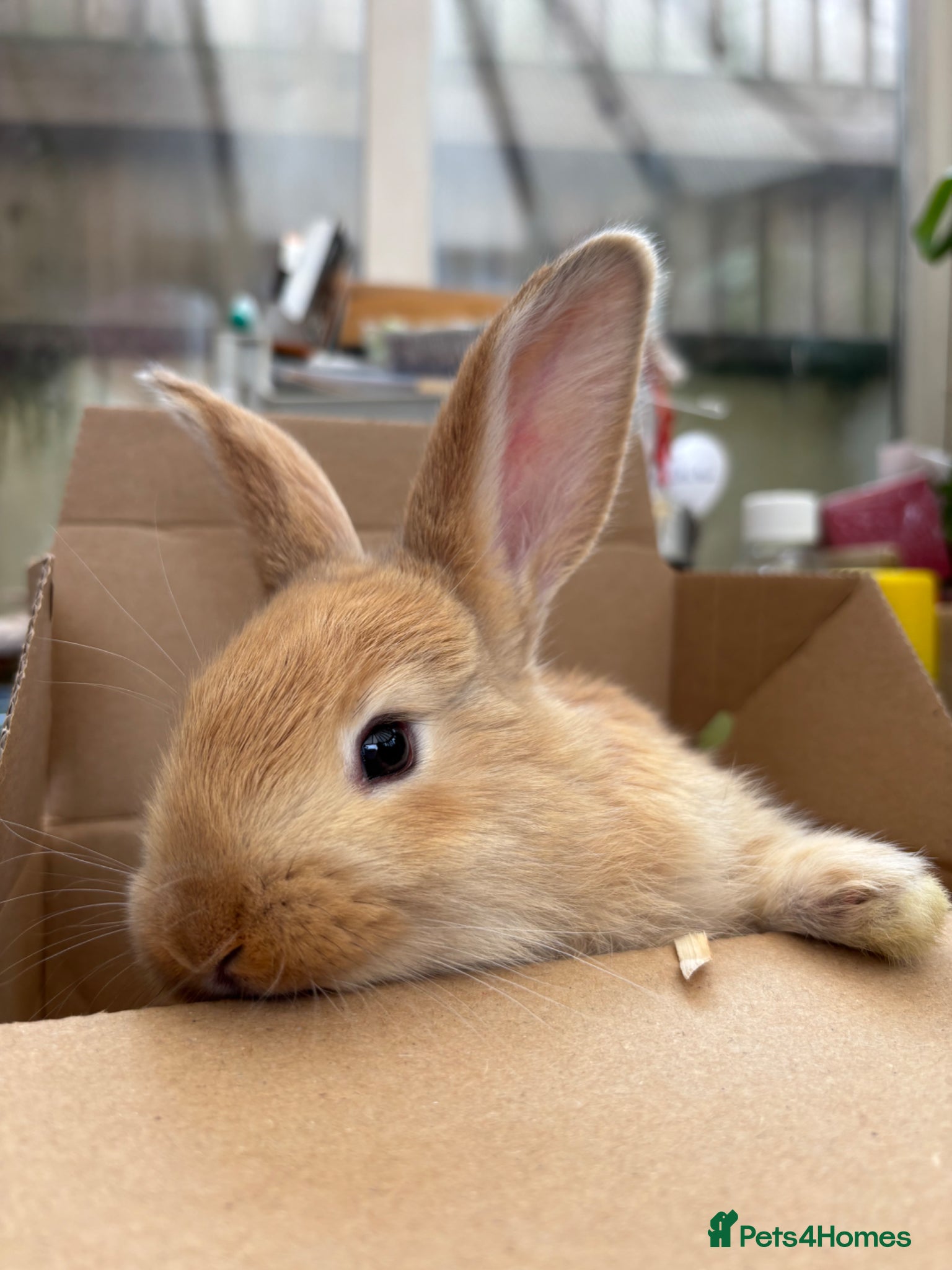 Continental Giant rabbits Female Continental Giants  - Advert 2