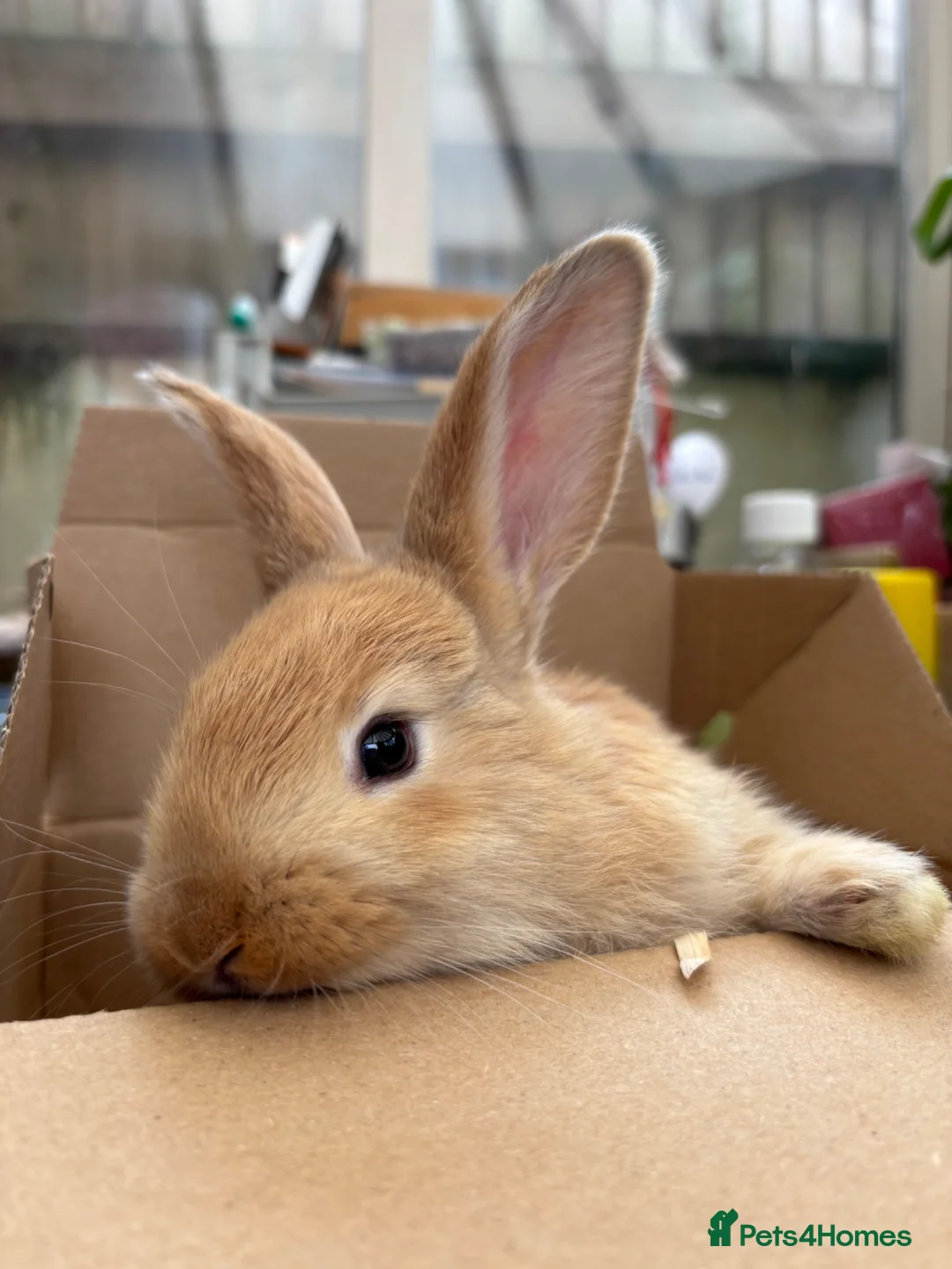 Continental Giant rabbits for sale: Female Continental Giants  - Advert 1
