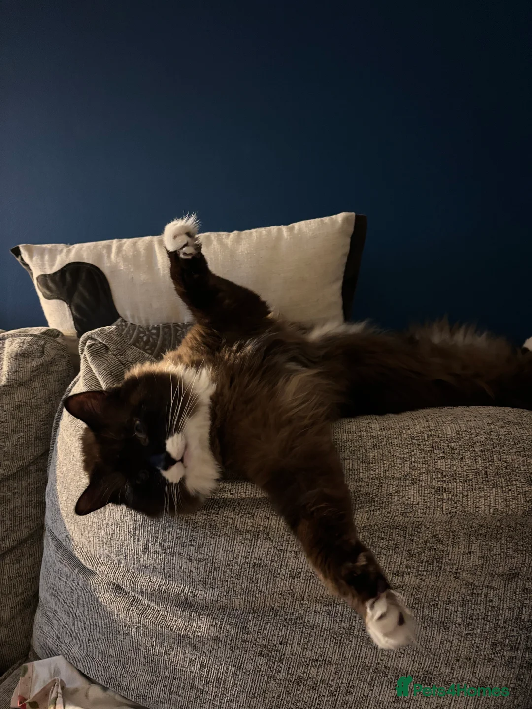 Ragdoll cats for sale: Ragdoll cross  - Advert 2