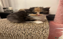 Persian cats for sale: Persian Kittens  - Image 17
