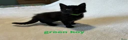 Mixed Breed cats for sale: Ragdoll x kittens  in Cardigan - Advert 9