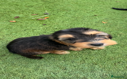 Cockapoo dogs for sale: 12 stunning cockapoo puppies ready now - Image 7