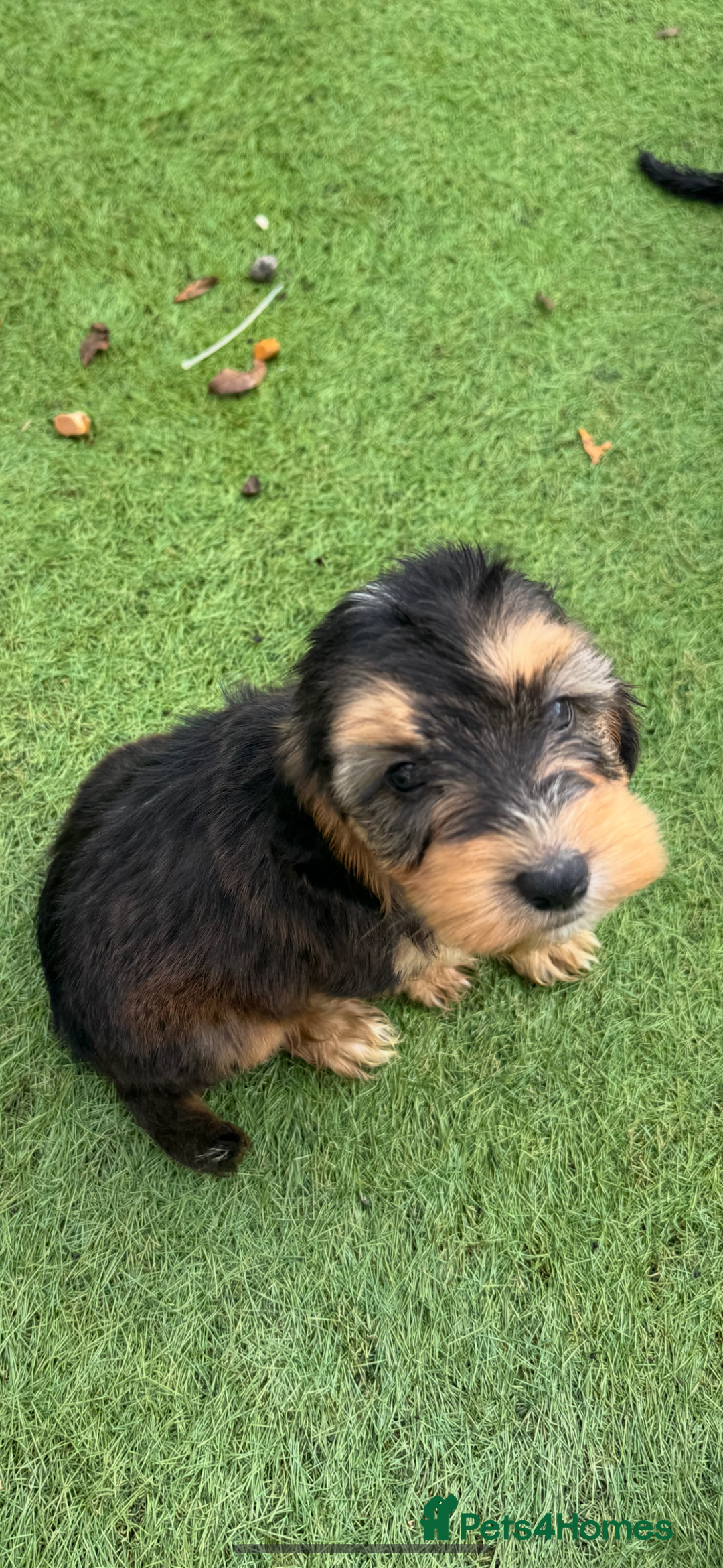 Cockapoo dogs for sale: 12 stunning cockapoo puppies ready now - Image 7