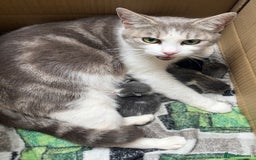 British Shorthair cats for sale: Beautiful British Shorthair Kittens  - Image 11