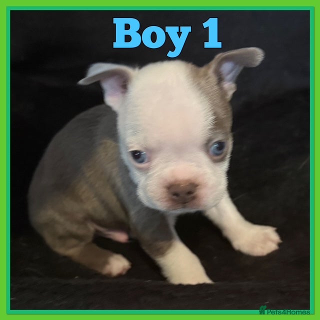 Boston Terrier dogs KC Registered Boston Terrier - Advert 2