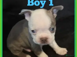 Boston Terrier dogs KC Registered Boston Terrier - Advert 2