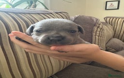 Staffordshire Bull Terrier dogs for sale: 8 Staffordshire Bull Terriers  - Image 31