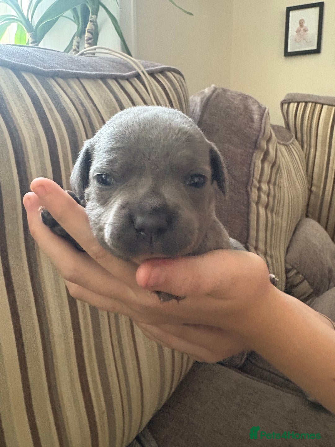 Staffordshire Bull Terrier dogs for sale: 8 Staffordshire Bull Terriers  - Image 31