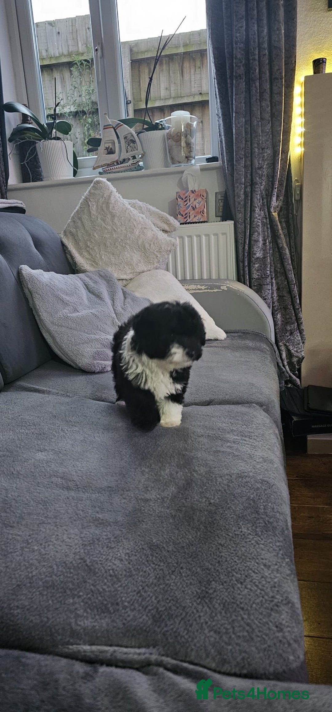 Toy Poodle dogs for stud: K.C Chocolate ToyPoodle at Stud in Coventry - Advert 15